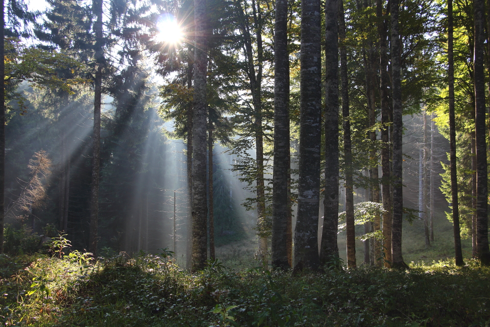 Scopri Il bosco e le sue relazioni invisibili